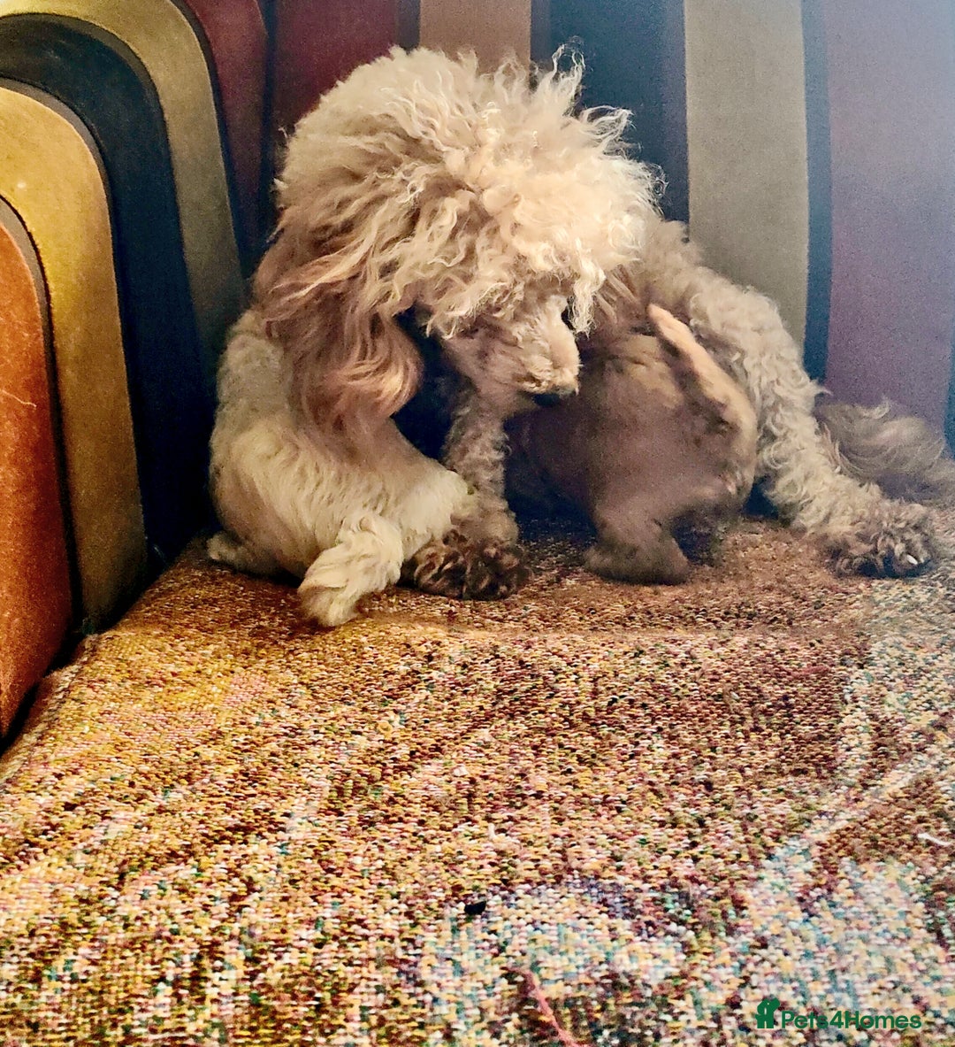 Cavapoo dogs for sale: Exquisite Cavapoo Boy and Girl, Red and Apricot,   - Image 6