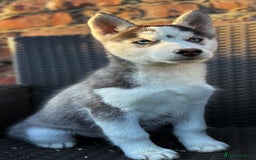 Siberian Husky dogs for sale: Siberian husky puppies - Image 14