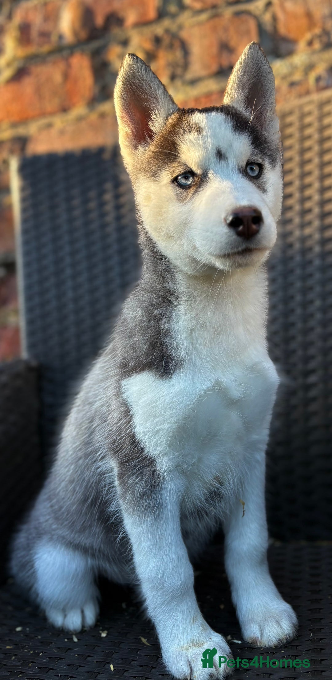 Siberian Husky dogs for sale: Siberian husky puppies - Image 14