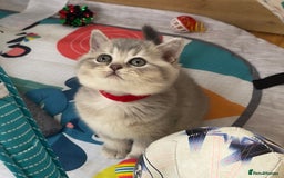 British Shorthair cats for sale: GCCF British Shorthair Kittens– Champion Lines - Image 1