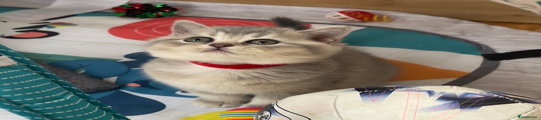 Kitten one