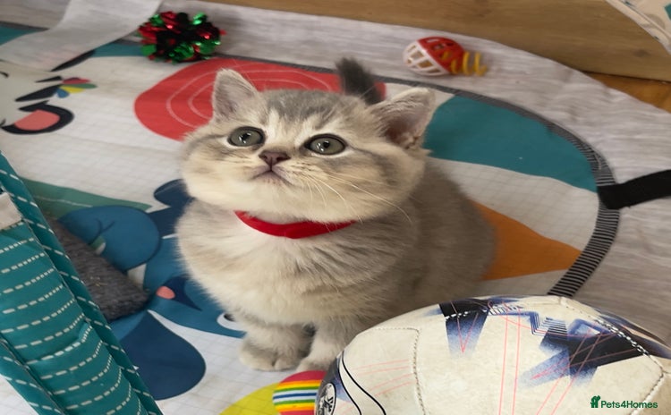 British Shorthair cats - Advert 15
