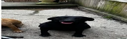 Labrador Retriever dogs for sale: Stunning chunky Labrador puppies - Advert 8