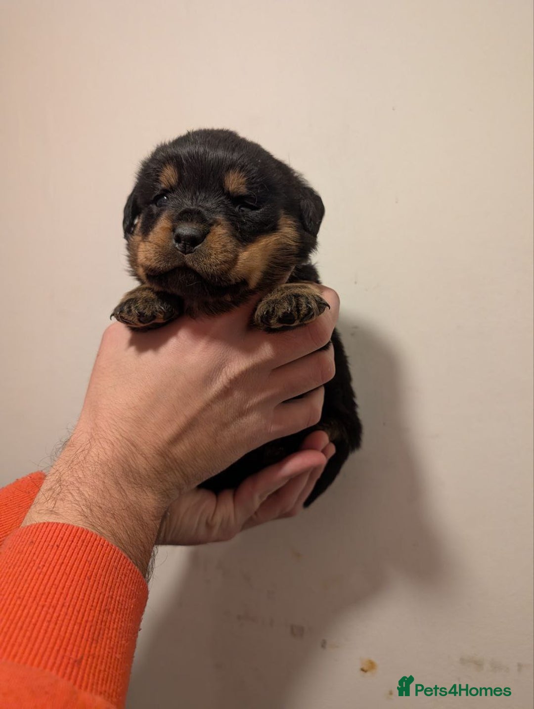 Rottweiler dogs for sale: 🐶 KC Rottweiler Puppies – German ADRK Bloodlines - Advert 34