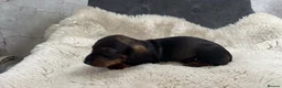 Dachshund dogs for sale: Dachshund puppies for sale  - Advert 22