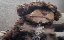 Cavapoo dogs for sale: Chocolate phantom tri cavapoo - Image 3