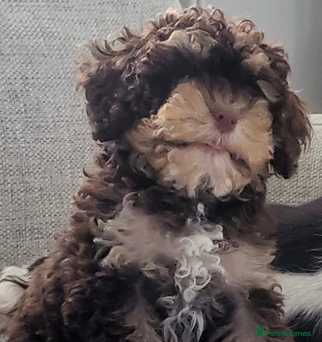 Cavapoo dogs for sale: Chocolate phantom tri cavapoo - Image 3