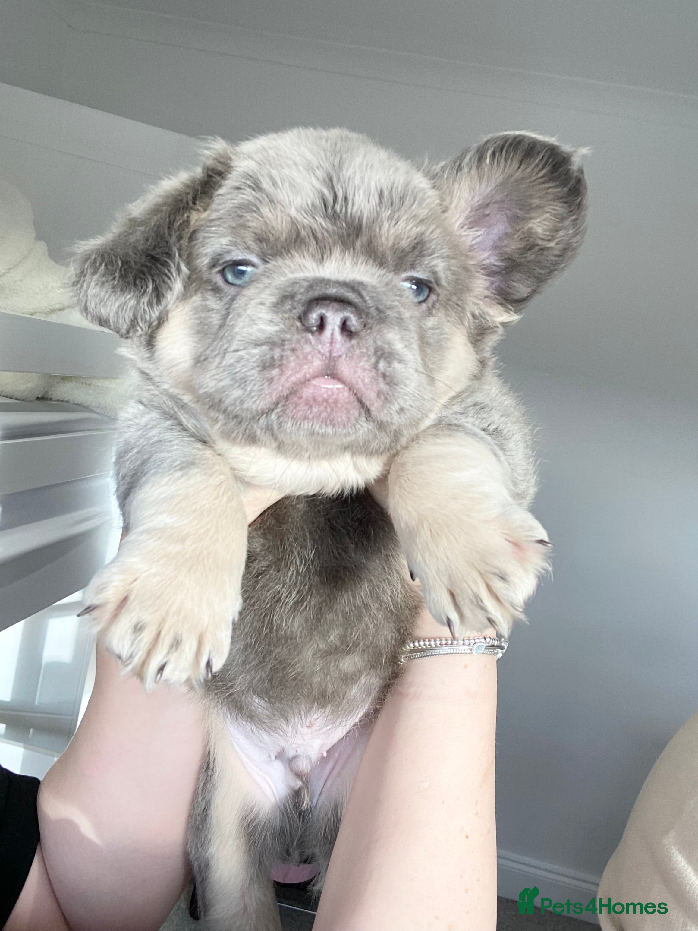 French Bulldog dogs TINY TEDDY BEAR FRENCH BULLDOG PUPS  - Advert 16