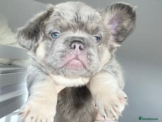 French Bulldog dogs TINY TEDDY BEAR FRENCH BULLDOG PUPS - Advert 5