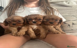 Cavalier King Charles Spaniel dogs for sale: Kc reg ruby cavalier boys available  - Image 4