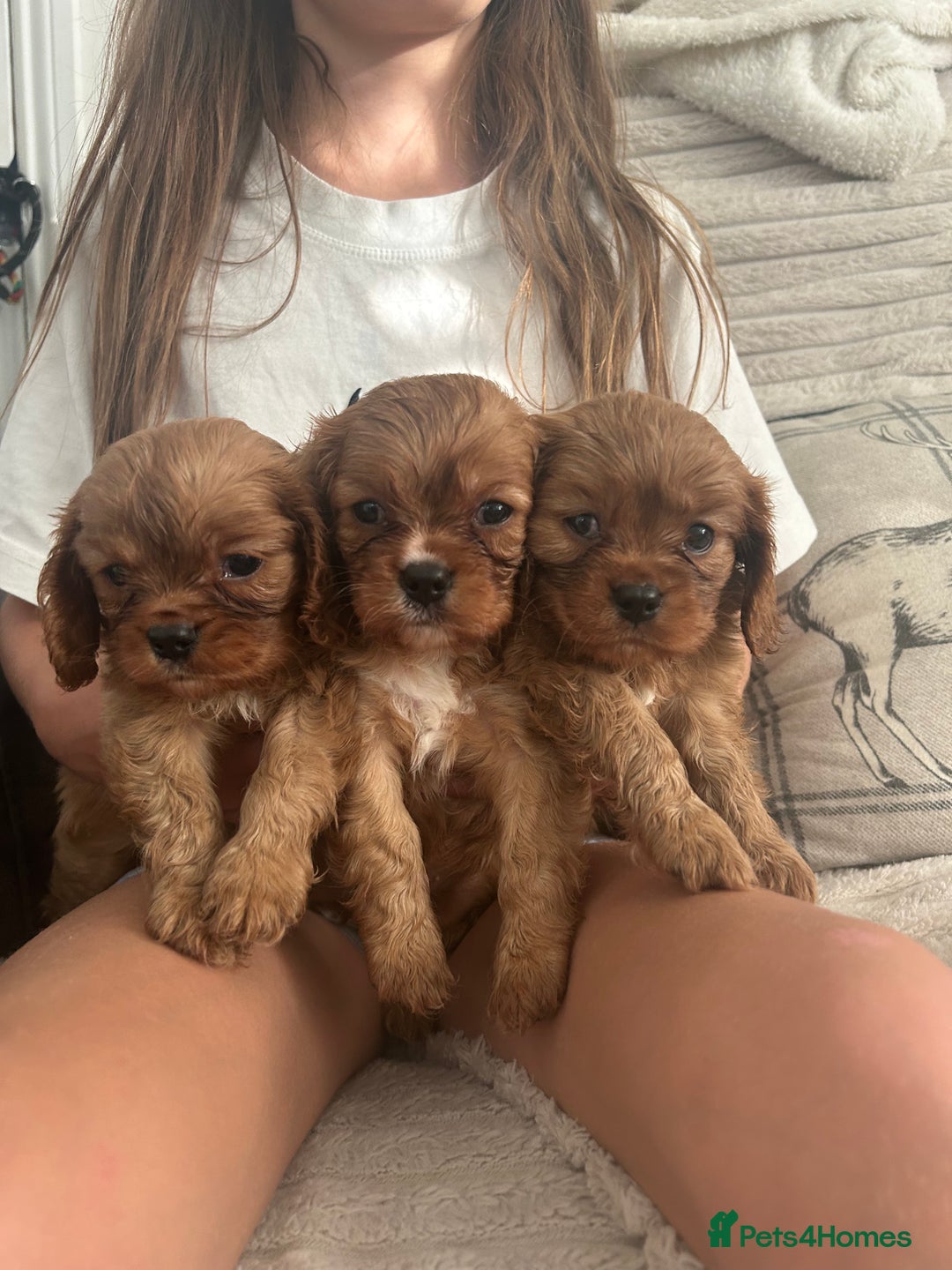 Cavalier King Charles Spaniel dogs for sale: Kc reg ruby cavalier boys available  - Image 4