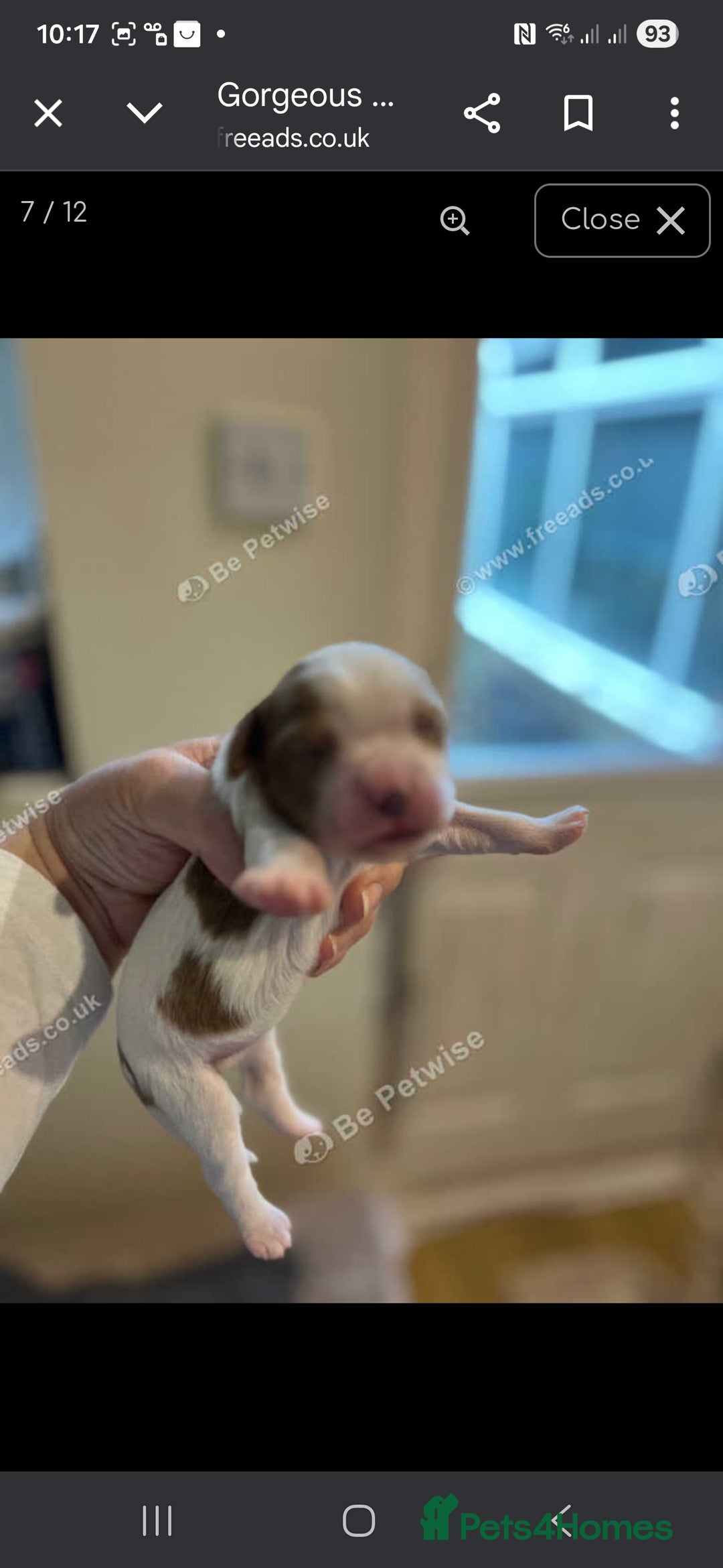 Cavalier King Charles Spaniel dogs for sale: King Charles puppies for sale 3 boys and 2 girls.  - Advert 6