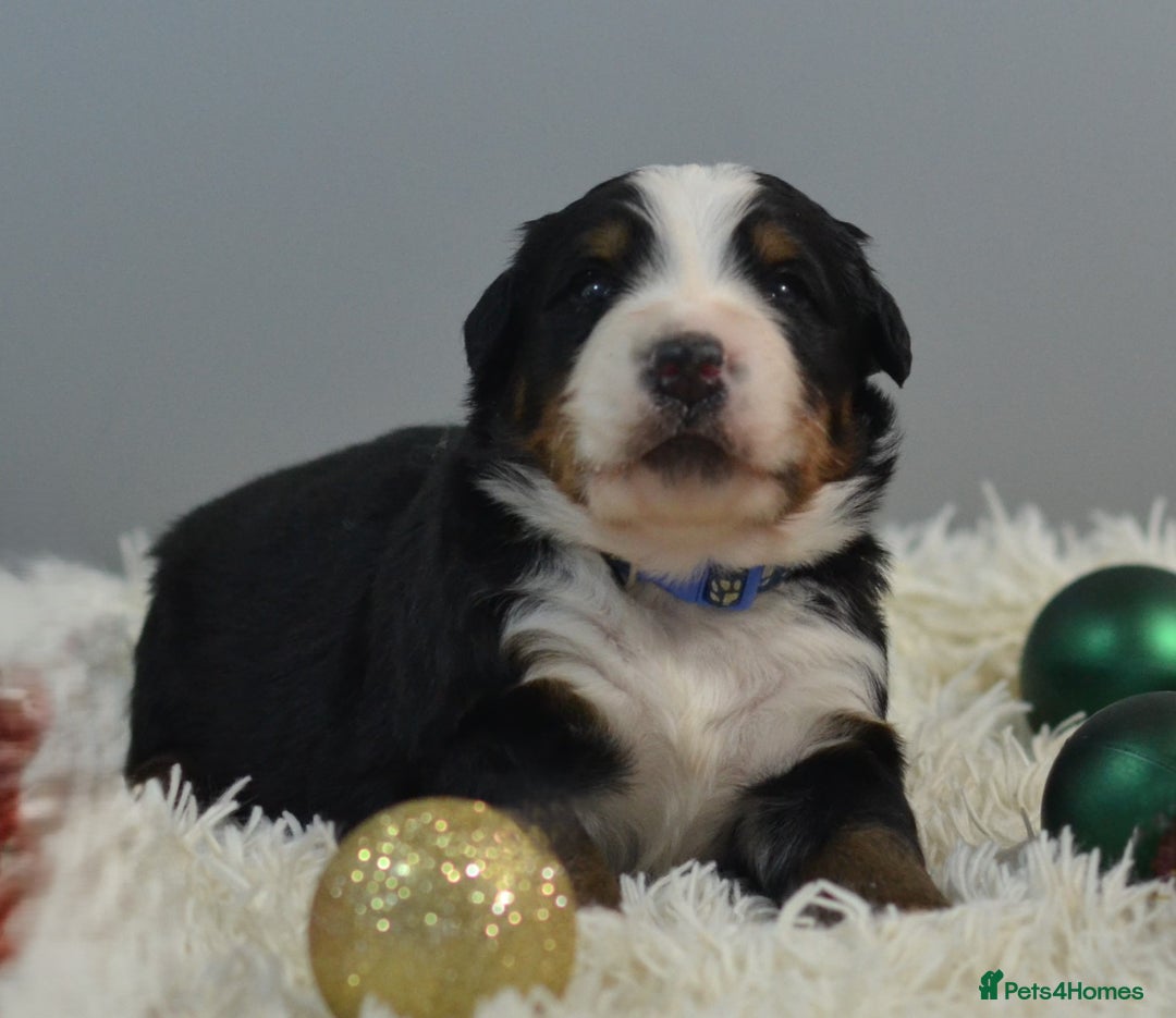 Bernese Mountain Dog dogs for sale: KC REGISTERED LITTER OF BERNESE MOUNTAIN DOG PUPS - Advert 13