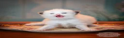 Ragdoll cats for sale: Ragdoll Kitten Boy ZPAA Champion! - Advert 18