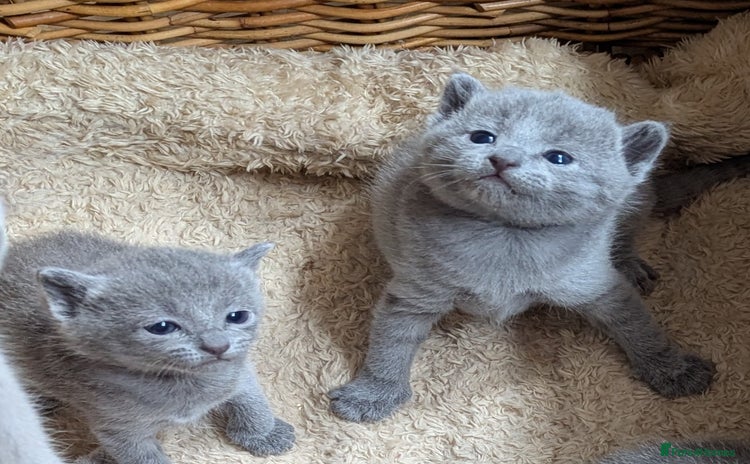 Russian Blue cats - Advert 1