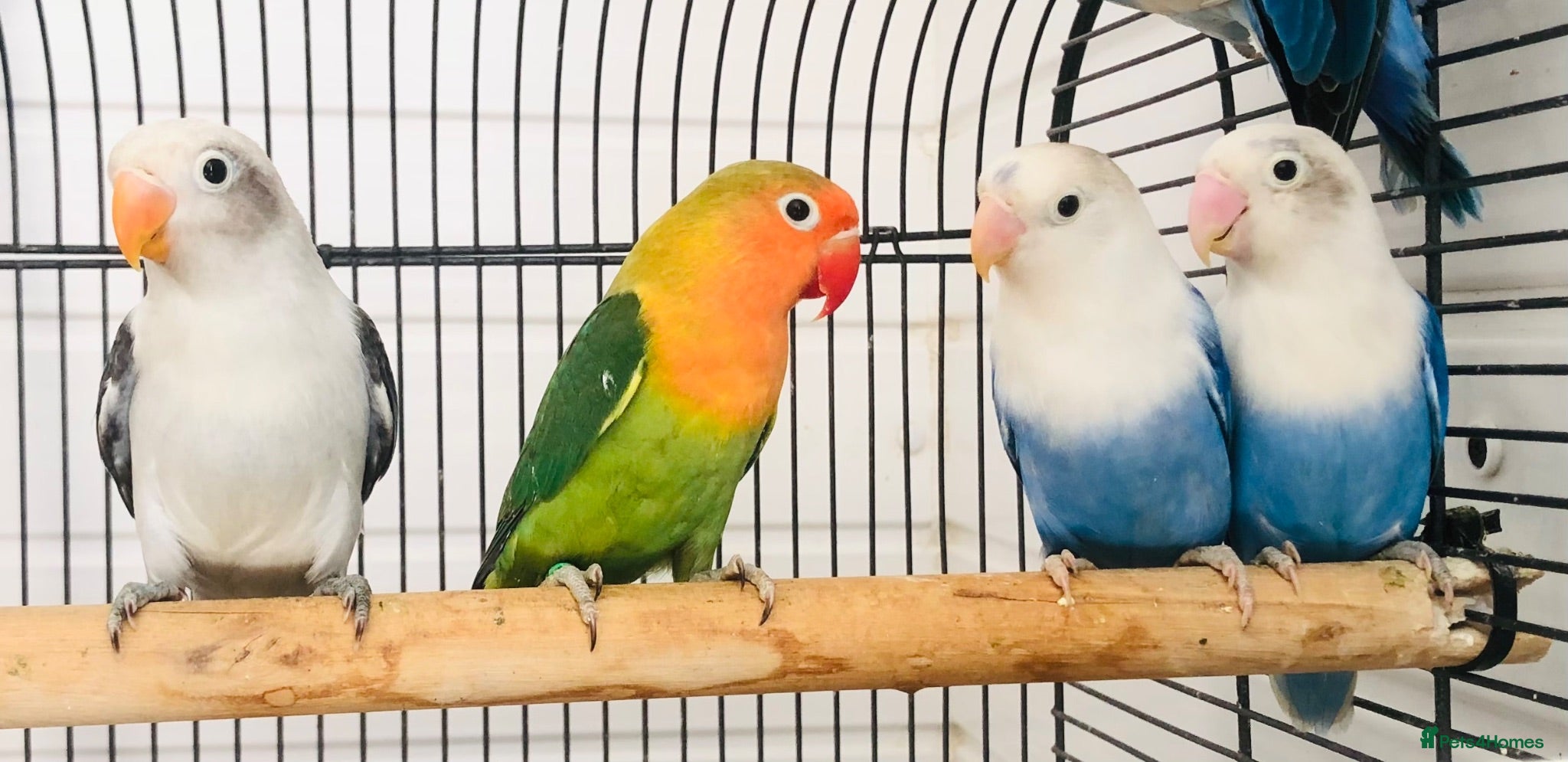Lovebirds birds Beautiful young lovebirds for sale. - Advert 1
