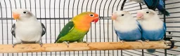 Lovebirds birds for sale: Beautiful young lovebirds for sale. - Advert 1