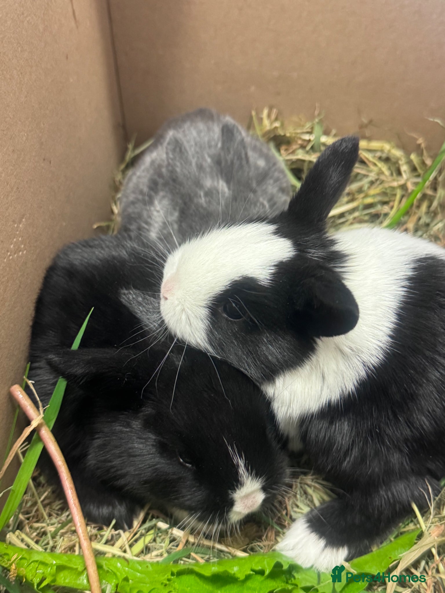 Mixed Breed rabbits 🐰 Adorable Rex x Dutch Baby Rabbits Available 🐰 - Advert 16