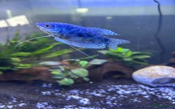 Gouramis fish for sale: 2 opaline gouramis for sale  - Image 2