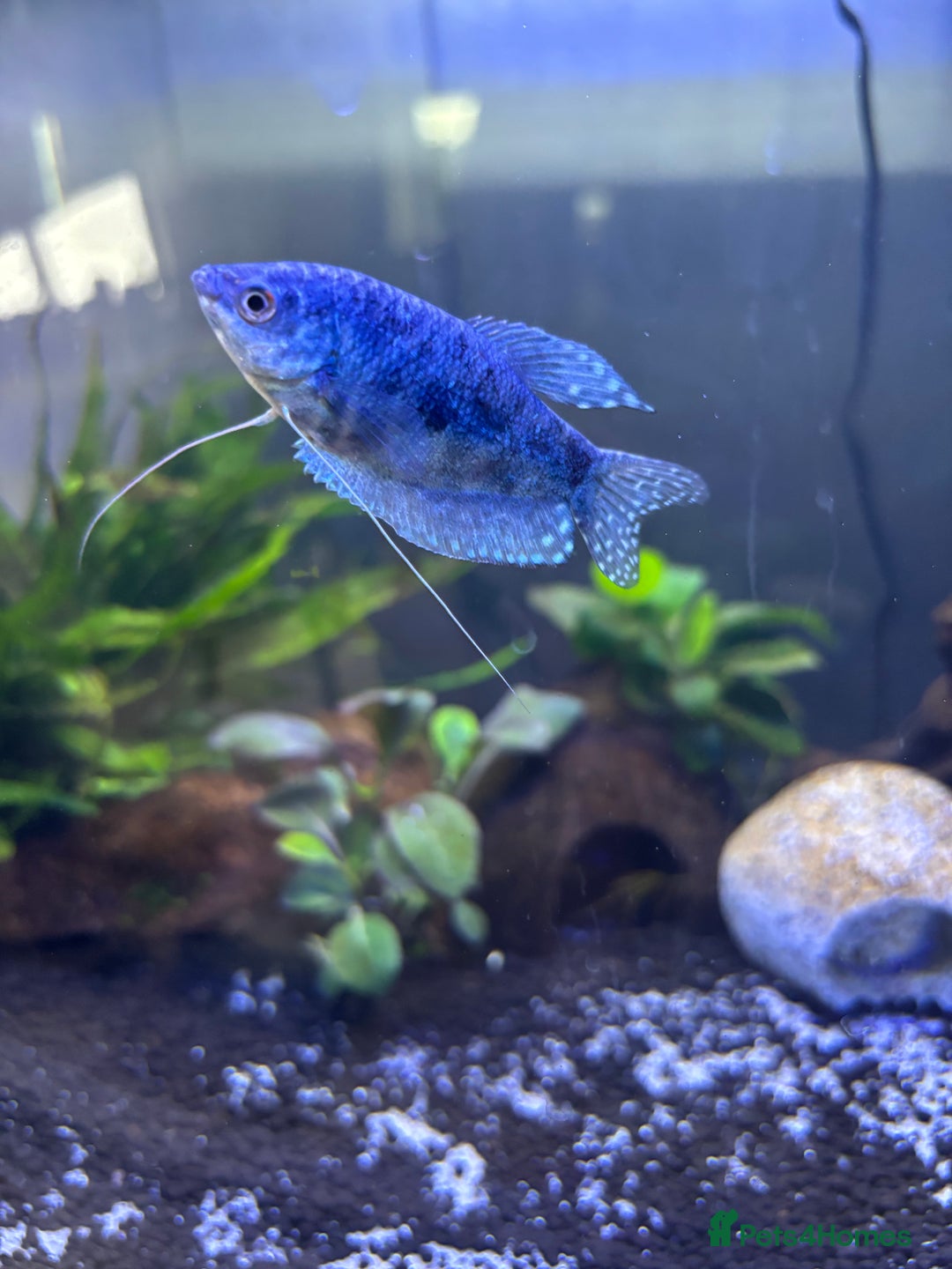 Gouramis fish for sale: 2 opaline gouramis for sale  - Image 2