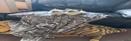Siamese cats for sale: Siamese kittens for sale - Advert 5