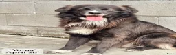 Mixed Breed dogs for adoption: Yo-Na, 2 yrs approx. Available for adoption. in Brixham - Advert 6
