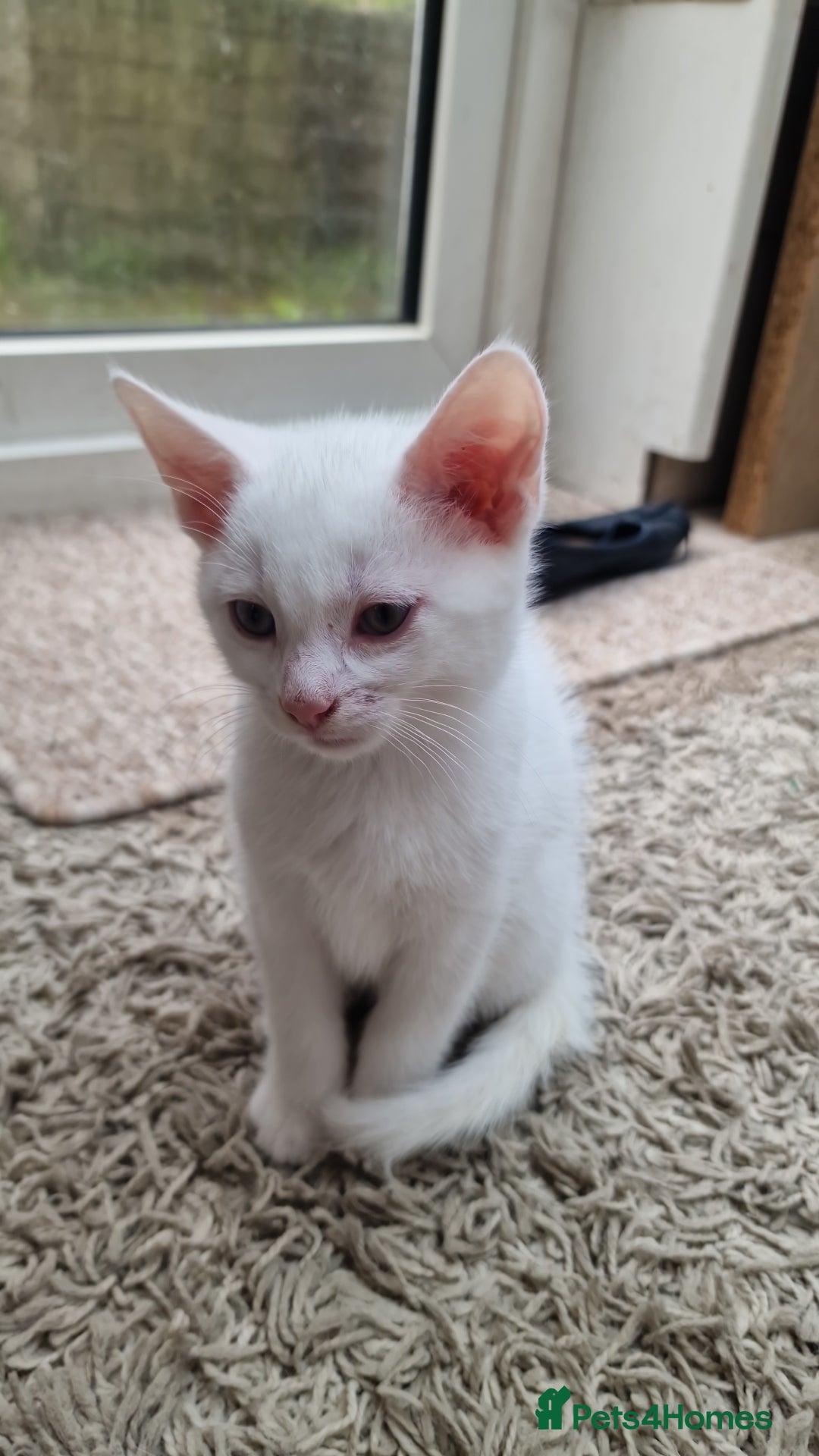 Mixed Breed cats for sale: White kitten boy. Ready to go now - Image 2