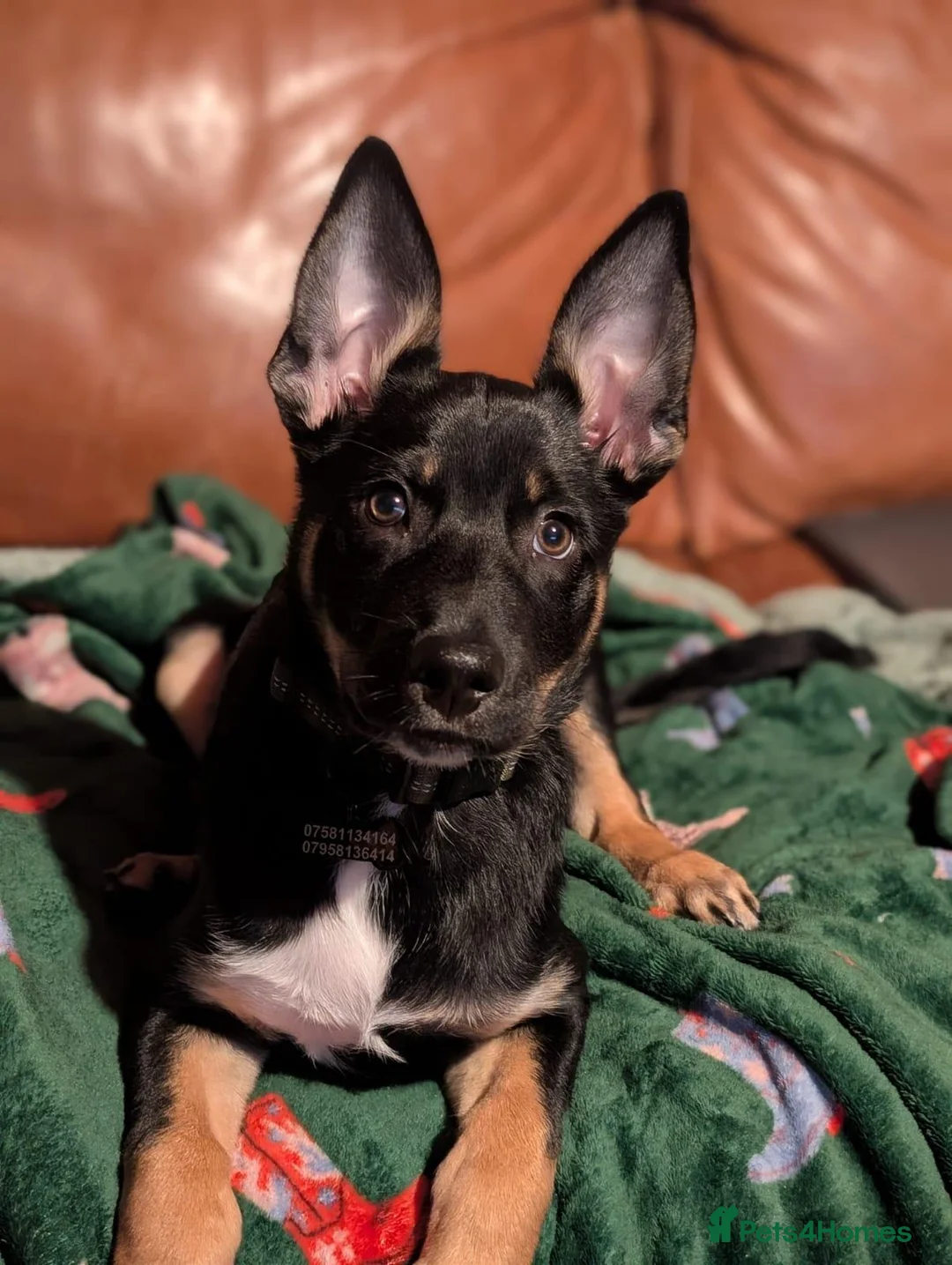 Mixed Breed dogs for sale: Kelpie x collie  - Advert 1