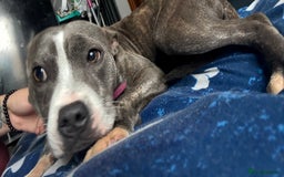 Staffordshire Bull Terrier dogs for sale: Blue Brindle Staff  - Image 2
