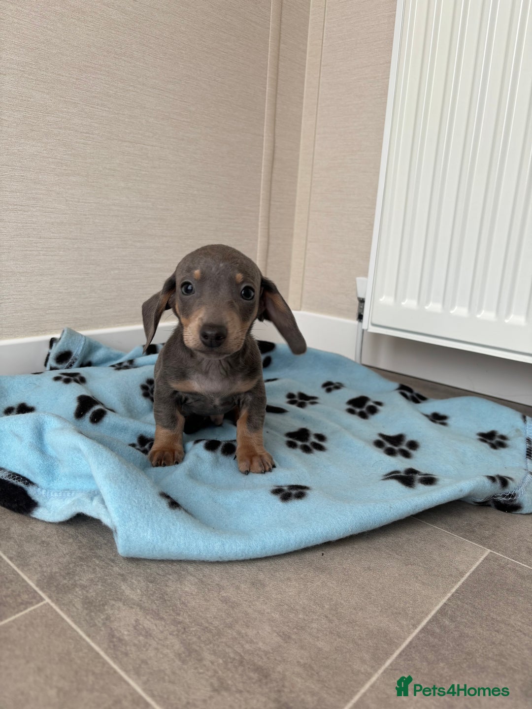 Miniature Dachshund dogs for sale: Beautiful miniature dachshund  - Image 3