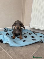 Miniature Dachshund dogs - Advert 11
