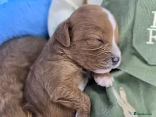 Cavapoo dogs 🩷🩵SMALL TOY🐶CAVAPOO PUPS🐶HEALTH DNA TESTED🩵🩷 - Advert 4