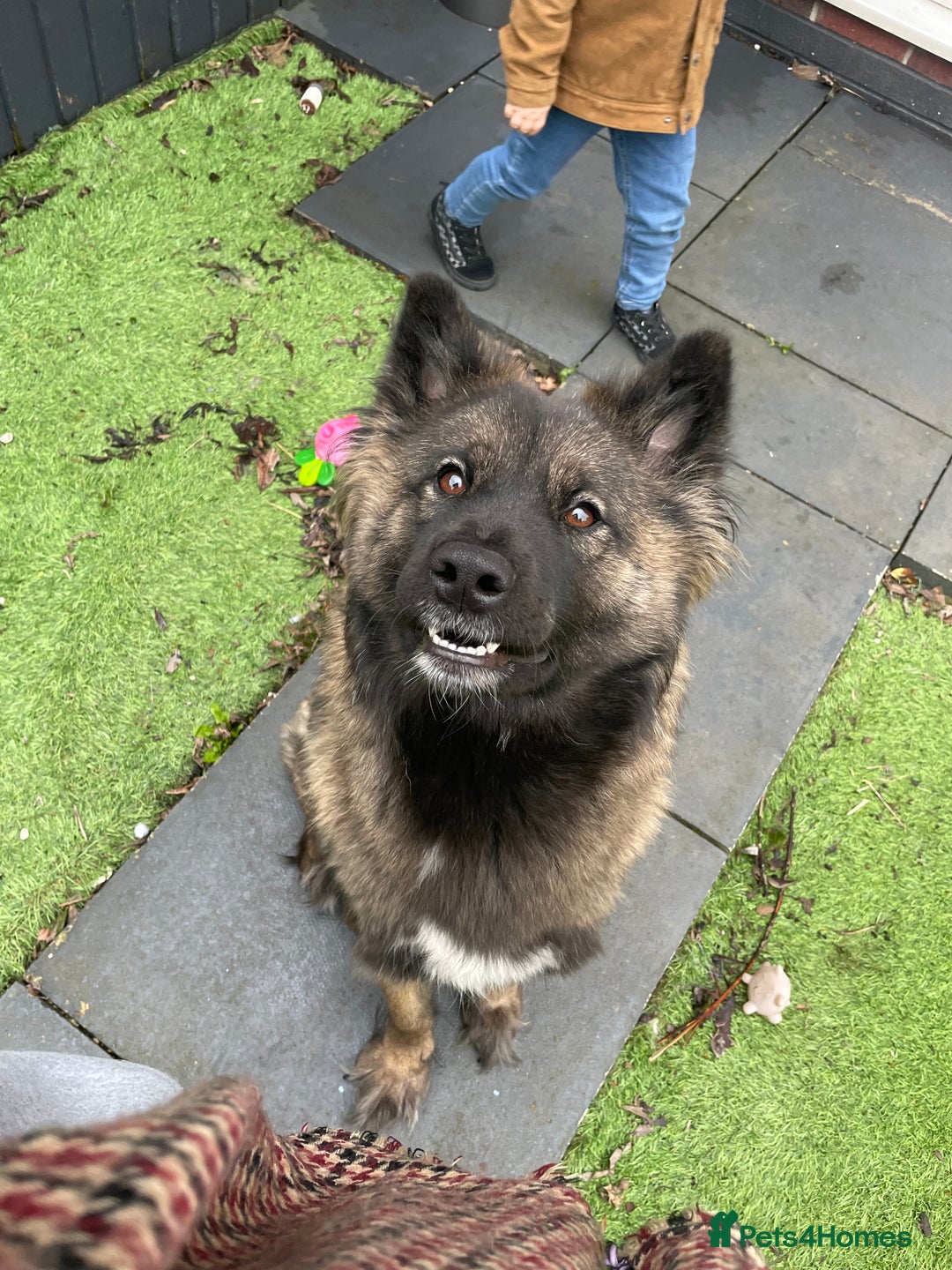 Mixed Breed dogs for sale: Female Akita for sale! - Image 3