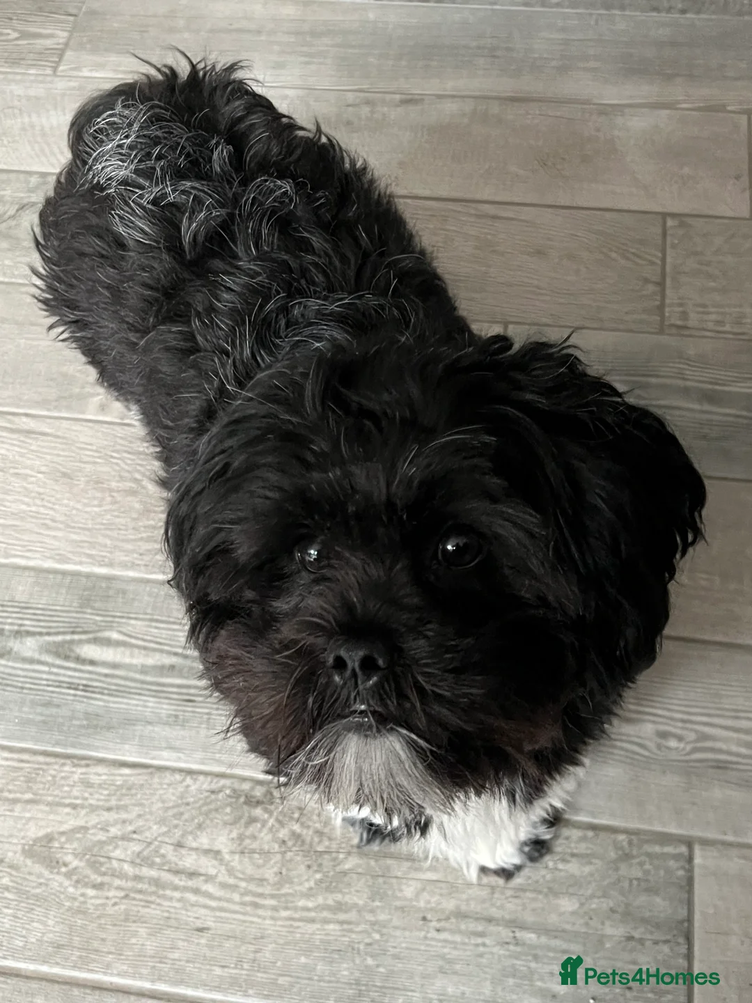 Lhasa Apso dogs for sale: 🐾 Beautiful 1-Year-Old Black Male Lhasa Apso 🐾 - Advert 4