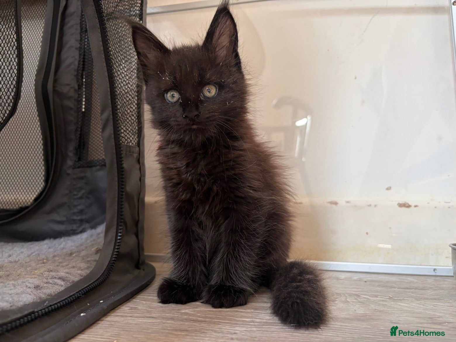 Maine Coon cats Now 2 TICA Registered Mainecoon kittens  - Advert 9