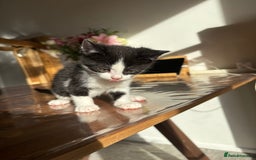 Mixed Breed cats for sale: 5 Beautiful Kittens looking for forever home 💕 - Image 5