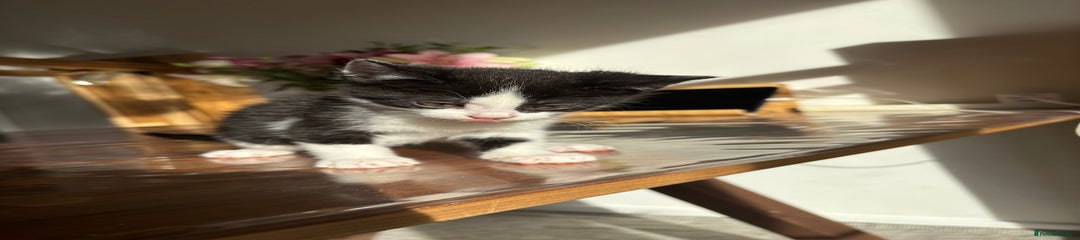 Mixed Breed Kitten 2