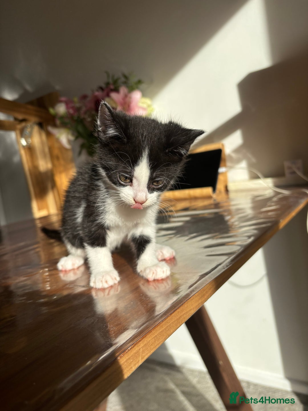 Mixed Breed cats for sale: 5 Beautiful Kittens looking for forever home 💕 - Image 5