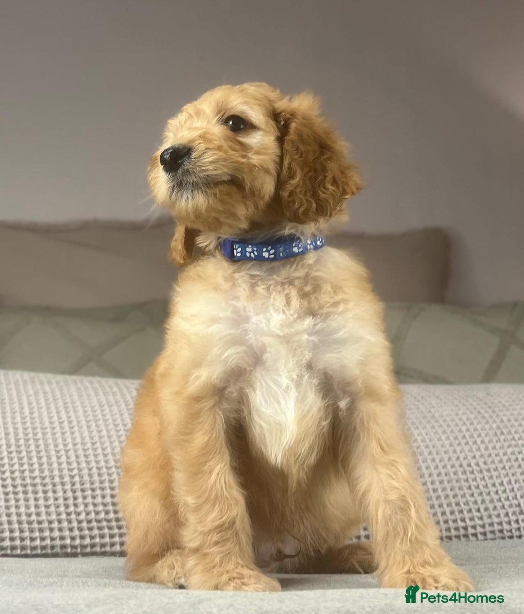 Irish Doodle dogs for sale: The perfect Doodle - Advert 37