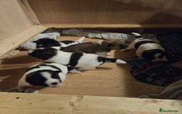 Akita dogs for sale: Beautiful Akita puppies - Image 3