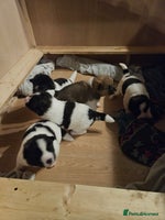 Akita dogs - Advert 2