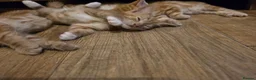 Mixed Breed cats for sale: Cute kittens looking for a new home  - Advert 15