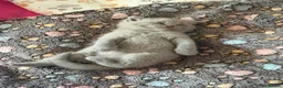 British Shorthair cats for sale: GCCF BSH KITTENS 2 BOYS 1 GIRL  - Advert 20