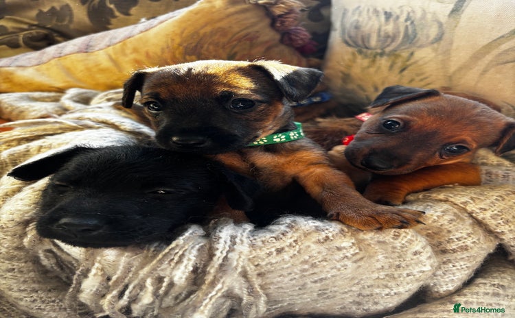 Patterdale Terrier dogs - Advert 8