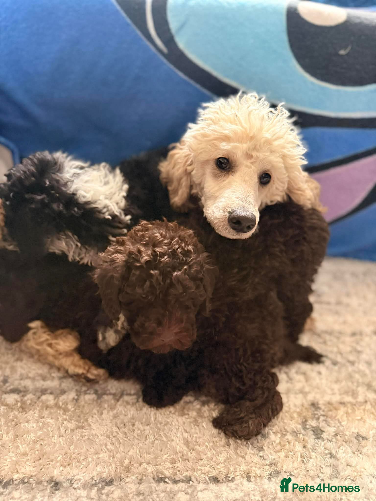 Poodle dogs Poodle ready to go  - Advert 1