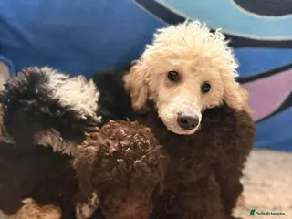 Poodle dogs Poodle ready to go - Advert 1