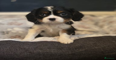 Cavalier King Charles Spaniel dogs FULLY HEALTH TESTED PARENTS KC REG CAV BOY PUPPIES - Advert 16