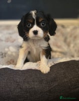 Cavalier King Charles Spaniel dogs FULLY HEALTH TESTED PARENTS KC REG CAVVIE PUPPIES - Advert 9