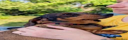 Miniature Dachshund dogs for sale: Miniature Dachshund  - Advert 5