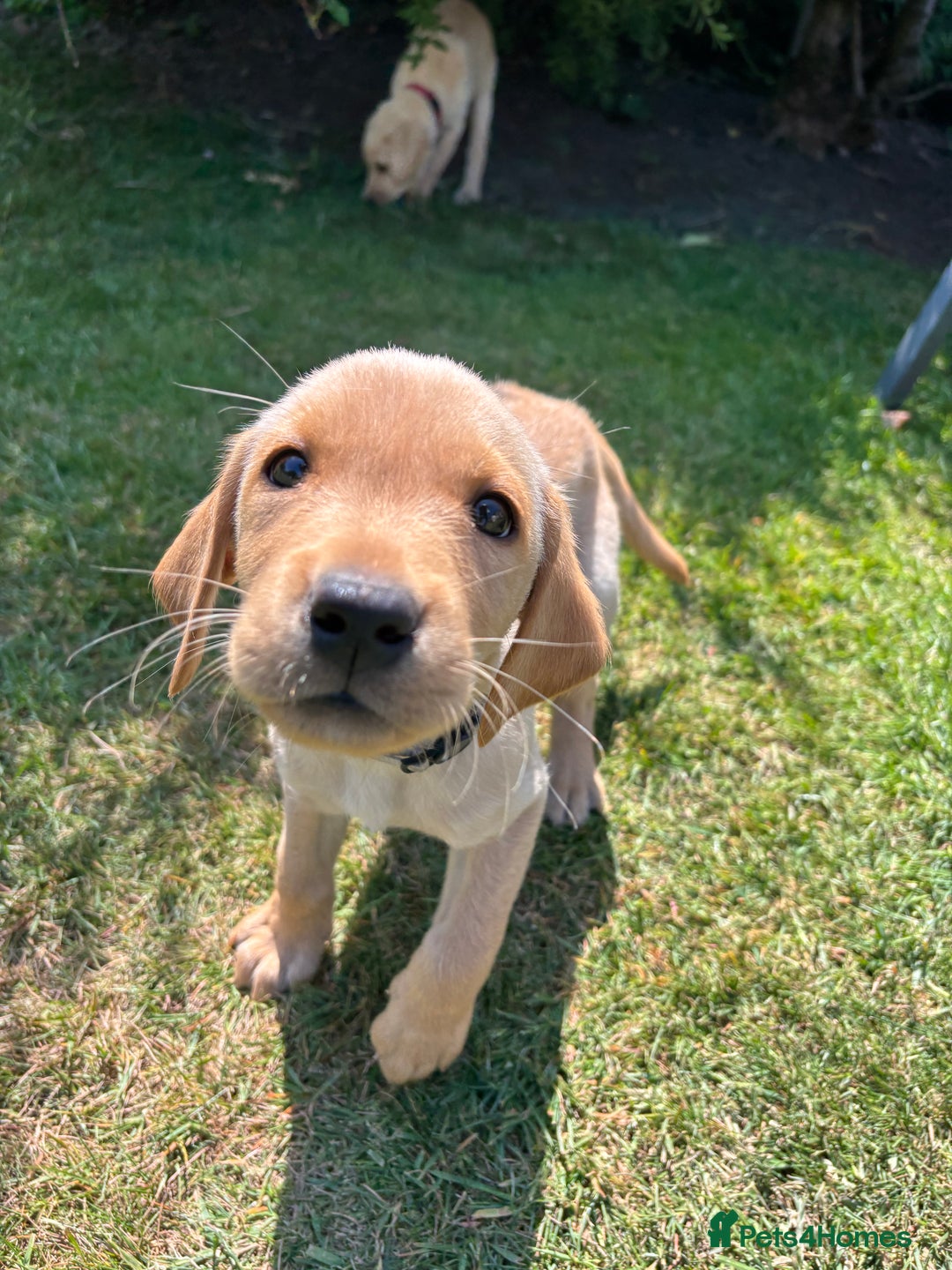 Labrador Retriever dogs for sale: Ready now KC reg Lab pups - health tested parents in Barnard Castle - Image 19